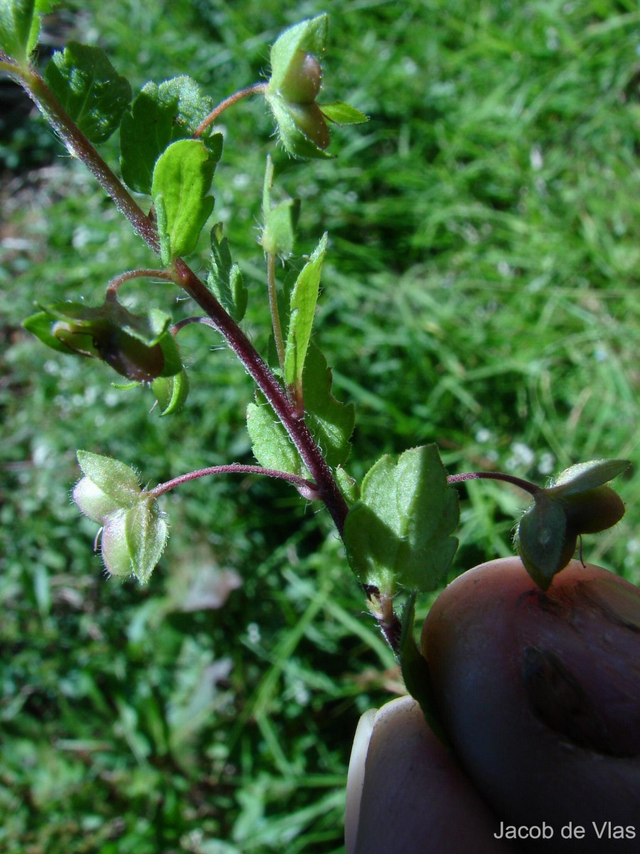 Veronica persica Poir.